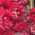 红菊花赏