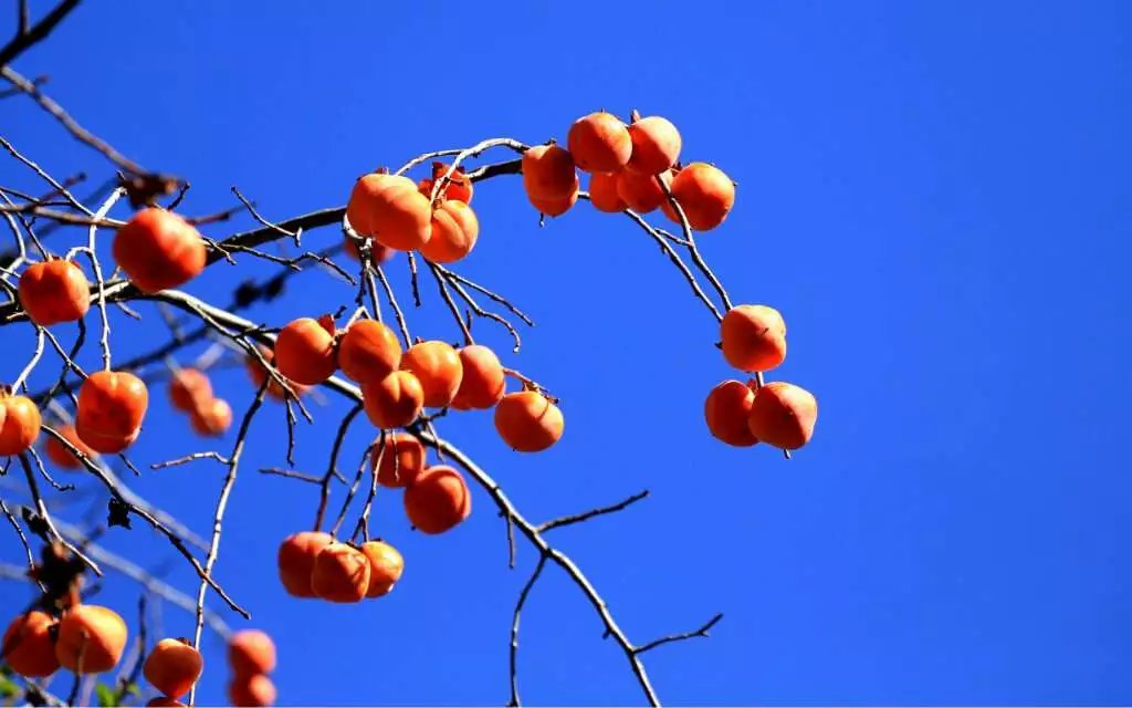 安哈彝寨红柿子.jpg