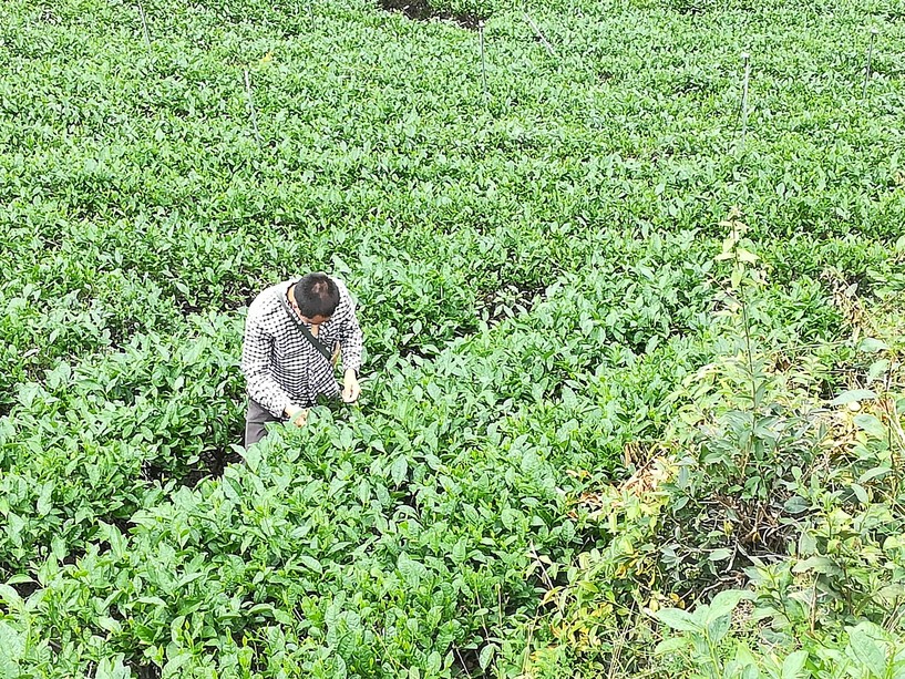 万亩茶园一角，采茶人工作图 拍摄者：王洁_gaitubao_com_817x613.jpg