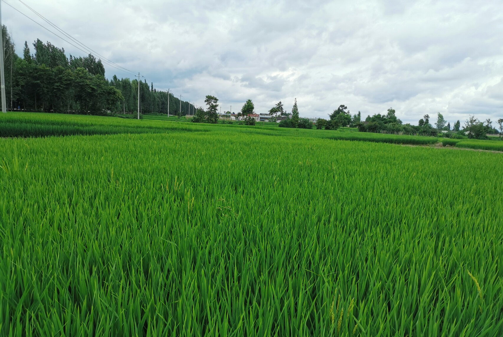 图为富顺县水稻田景观。胡婷婷 摄