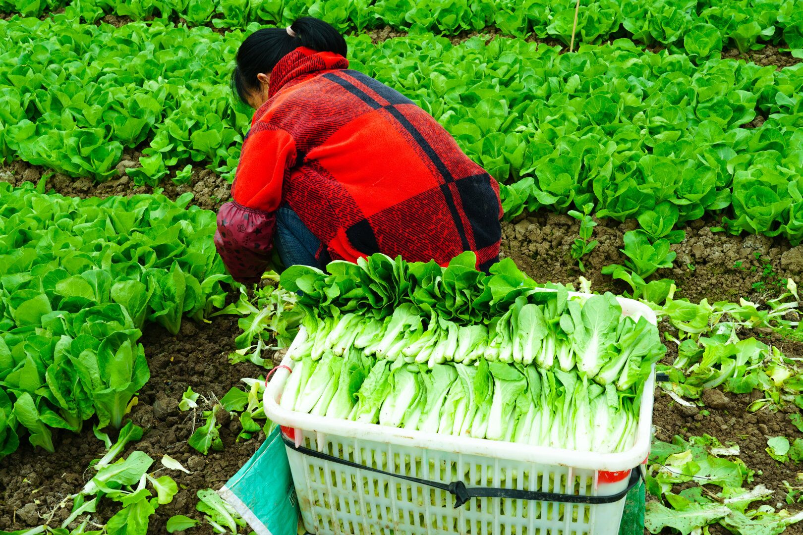 图为村民在田地里采摘蔬菜。通讯员 马茜茜 提供