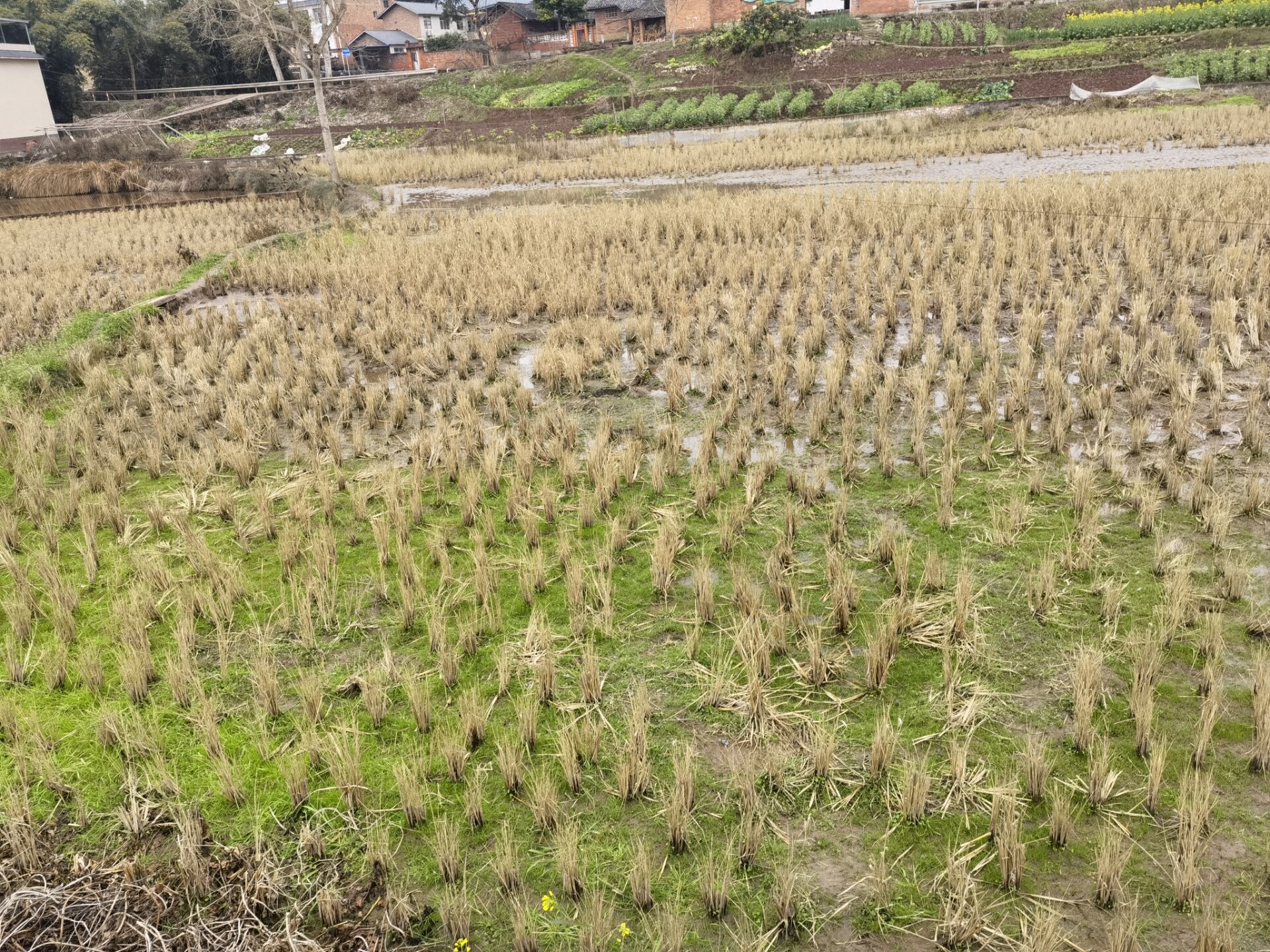 图为实拍水稻种植情况 通讯员 刘柠萱 提供