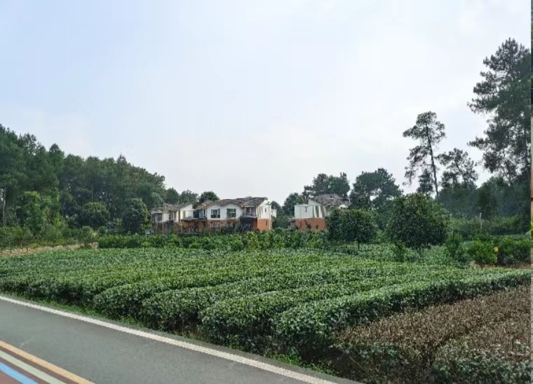 上图为蒲江村的绿化带