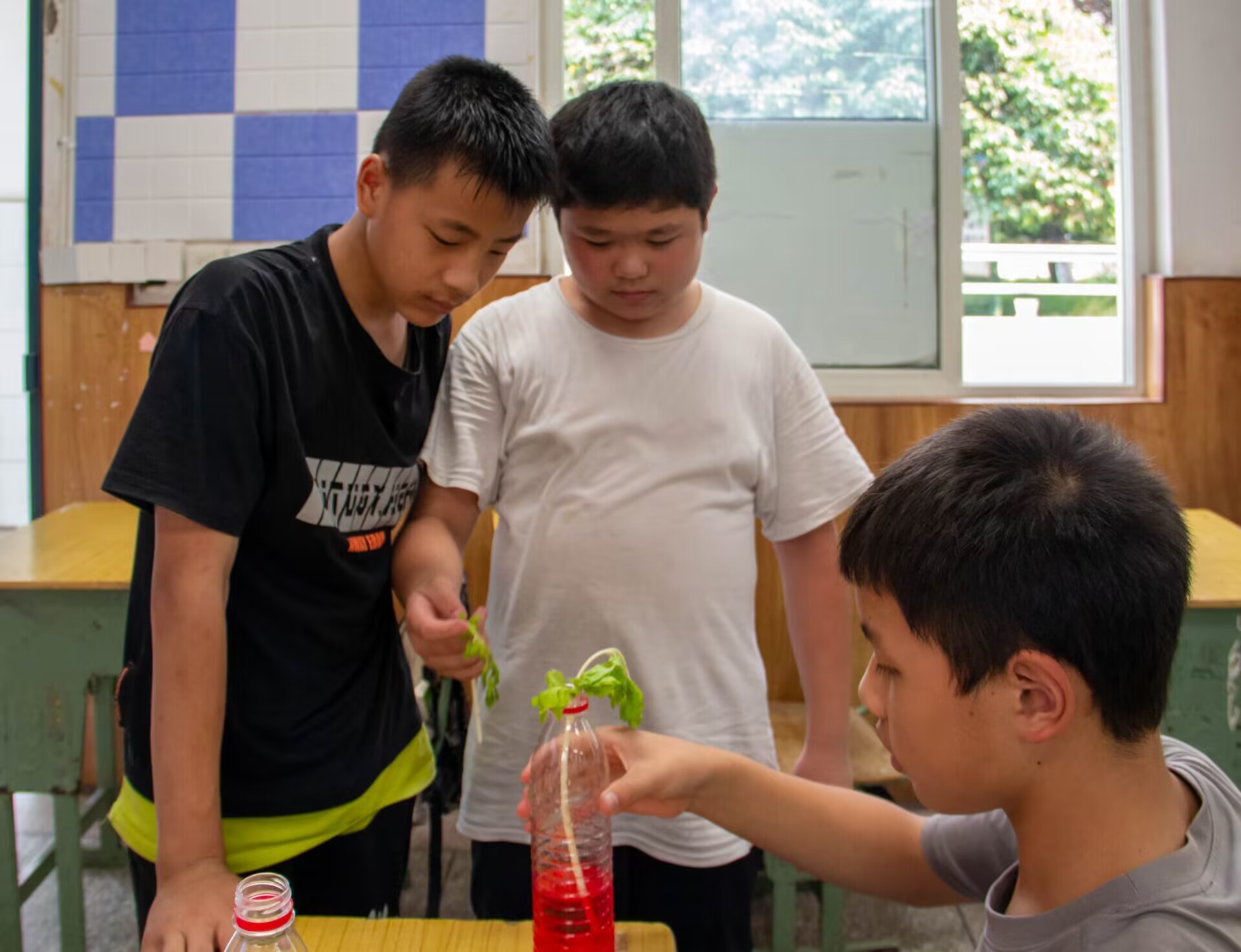 图为同学们进行植物茎的运输试验。四川文化网通讯员张卓冉 提供