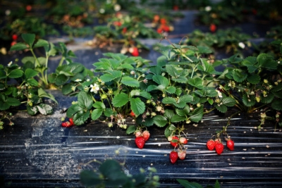 彭天明作品：《参观由由草莓园》