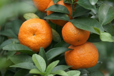 杜劲松：年橘的橙黄耀泽开春的长梦