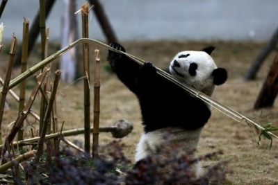 四川省汶川县卧龙熊猫保护区之熊猫