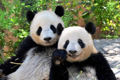 大熊猫“晓晓”“蕾蕾”生日会在日本东京成功举办