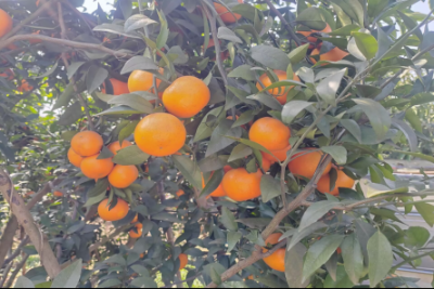 “安桔乐业，芸香助梦”实践队深入眉山复兴乡，探索柑橘产业发展