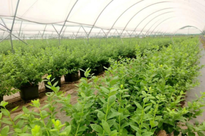 以科技助农兴——川农学子赴雷波开展蓝莓种植技术培训