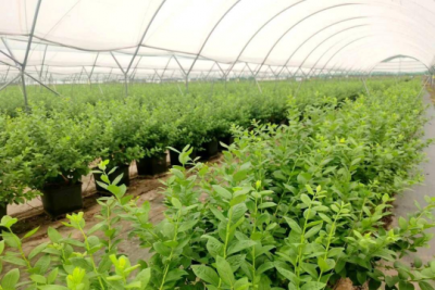 四川农业大学资源学院学生深入雷波县助力蓝莓产业发展