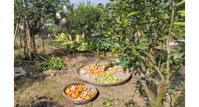 眉山复兴乡柑橘产业繁荣：鲜活农产品市场的新动力